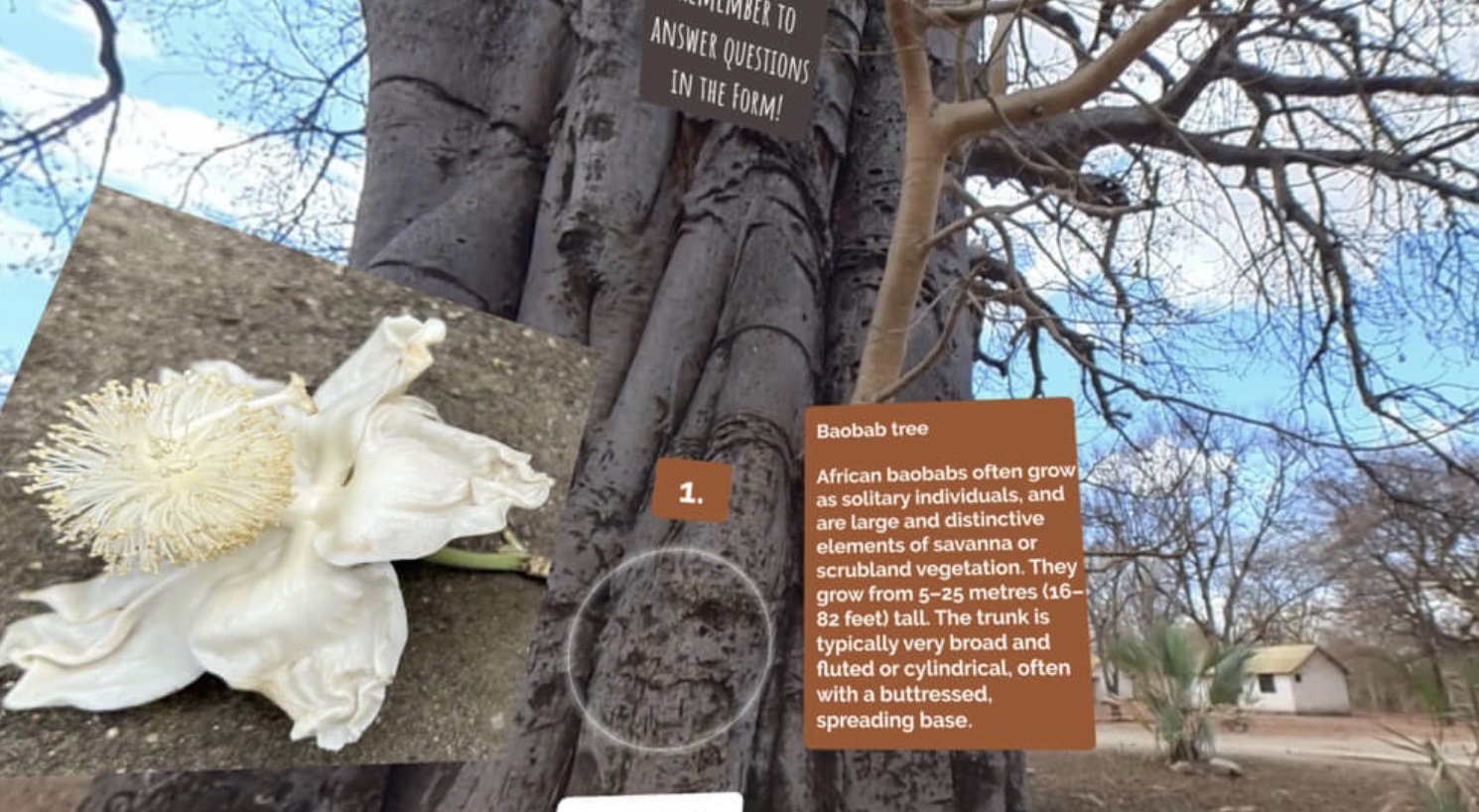 360-näkymä baobab-puun juurella, tietokortti kertoo puulajista